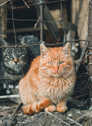 Bild_2022-02-03_140927 Bild_2022-02-03_140927