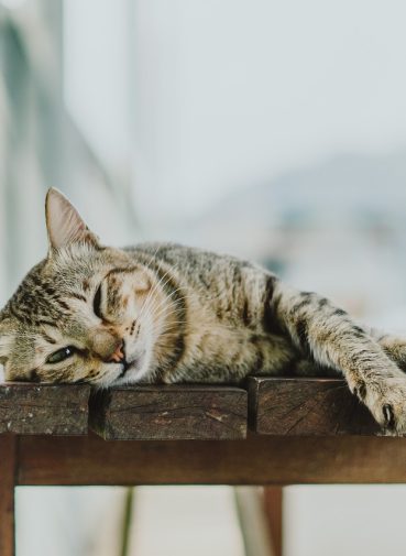 cat-7271017_1280 (2) cat-7271017_1280 (2)