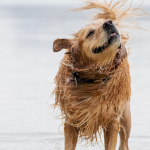 Tipps für das Schwimmen mit Hunden