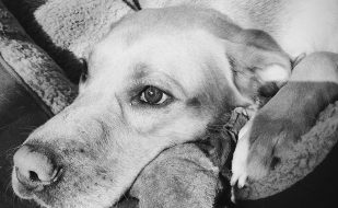 dog-781906_1280