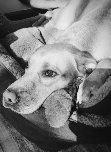 dog-781906_1280 dog-781906_1280