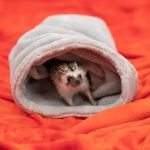 Umgang mit gefundenen Wildtieren