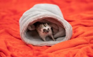 hedgehog-7746765_1280 hedgehog-7746765_1280