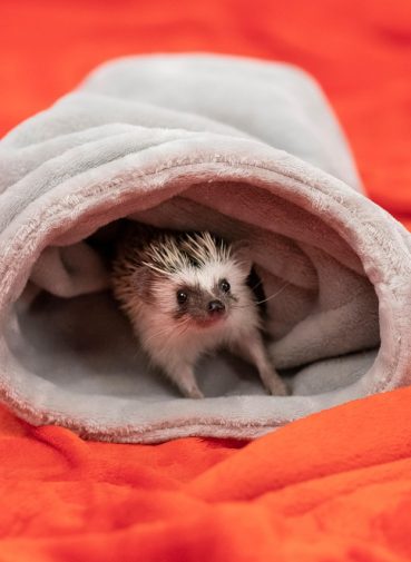 hedgehog-7746765_1280 hedgehog-7746765_1280