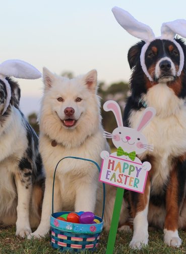 spiritze-australian-shepherd-2208371_1280 spiritze-australian-shepherd-2208371_1280